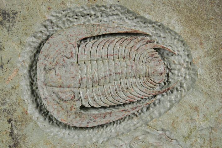 Early Cambrian Trilobite (Perrector) - Tazemmourt, Morocco #359163